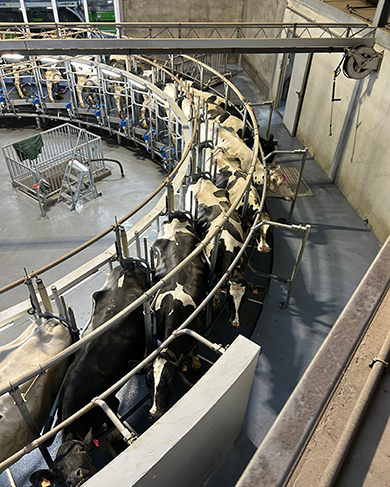 MP Cow Rotary - Milkplan